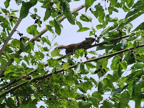 Chipmunk mulberry tree u2.jpg